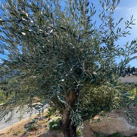 Mini En Vue Panoramique بيت للعطل